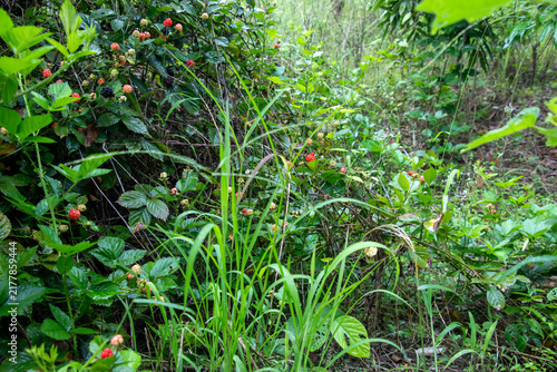 Wild blackberry bushes grow with ripening red and black berries.
