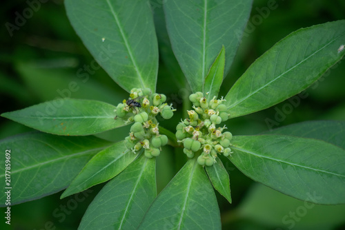 Wild plant with green flowers and small insect in nature park view.