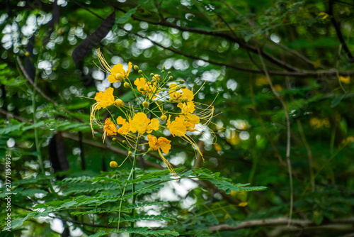 Yellow peacock flowers bloom on branch with delicate green leaves.