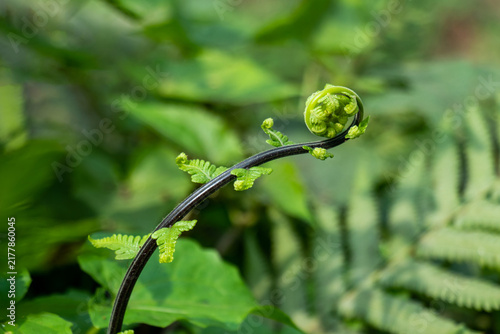 Canvastavla Young fern fiddlehead curls on dark stem in lush green forest.