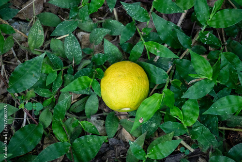 Картината върху платно Yellow wild citrus fruit rests on green forest ground foliage.