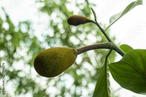 Young green jackfruit hanging from branch with bokeh background.