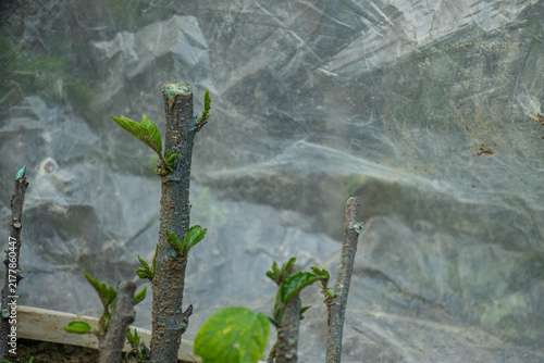 Young green shoots sprout from pruned wooden branches in greenhouse.