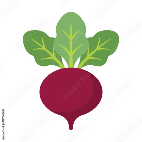 Fresh red beetroot vegetable with green leaves for healthy diet and organic food illustration Vector