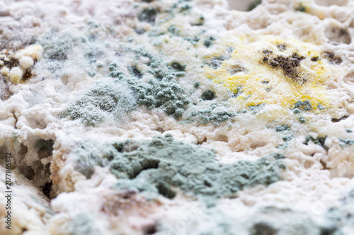 Macro shot of green, yellow, and white mold growing on spoiled food