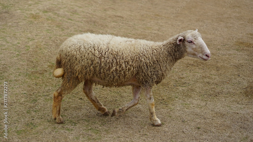 Naklejka premium sheep in a field