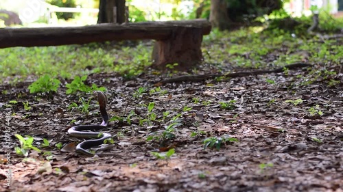 Monocled Cobra, Naja kaouthia,Naja kaouthia Lesson,Monocled cobra in rainforest photography of venomous snake hooded in stance for wildlife safety advertising, educational website banner, and exotic r