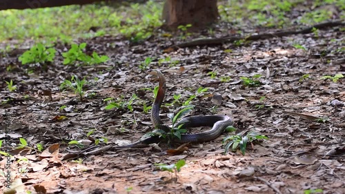 Monocled Cobra, Naja kaouthia,Naja kaouthia Lesson,Monocled cobra in rainforest photography of venomous snake hooded in stance for wildlife safety advertising, educational website banner, and exotic r