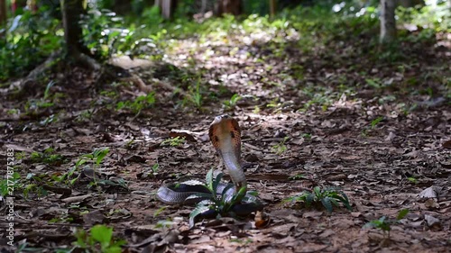 Monocled Cobra, Naja kaouthia,Naja kaouthia Lesson,Monocled cobra in rainforest photography of venomous snake hooded in stance for wildlife safety advertising, educational website banner, and exotic r