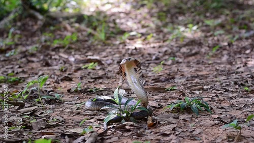 Monocled Cobra, Naja kaouthia,Naja kaouthia Lesson,Monocled cobra in rainforest photography of venomous snake hooded in stance for wildlife safety advertising, educational website banner, and exotic r