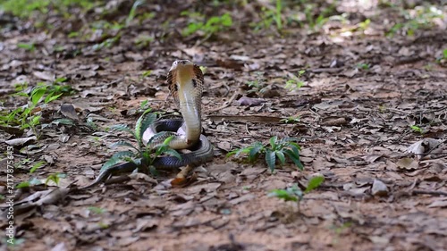 Monocled Cobra, Naja kaouthia,Naja kaouthia Lesson,Monocled cobra in rainforest photography of venomous snake hooded in stance for wildlife safety advertising, educational website banner, and exotic r