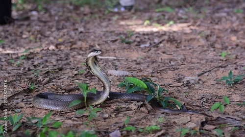 Monocled Cobra, Naja kaouthia,Naja kaouthia Lesson,Monocled cobra in rainforest photography of venomous snake hooded in stance for wildlife safety advertising, educational website banner, and exotic r