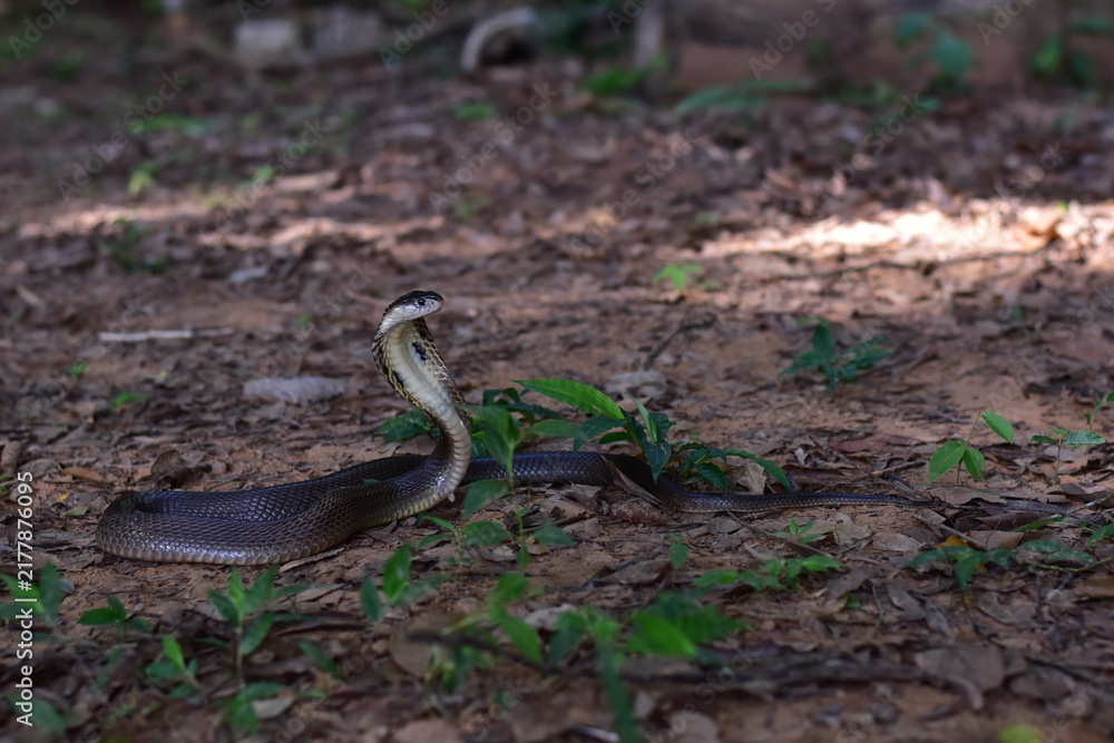 Fototapeta premium Monocled Cobra, Naja kaouthia,Naja kaouthia Lesson,Monocled cobra in rainforest photography of venomous snake hooded in stance for wildlife safety advertising, educational website banner, and exotic r