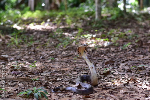 Foto Monocled Cobra, Naja kaouthia,Naja kaouthia Lesson,Monocled cobra in rainforest