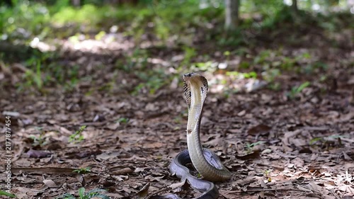 Monocled Cobra, Naja kaouthia,Naja kaouthia Lesson,Monocled cobra in rainforest photography of venomous snake hooded in stance for wildlife safety advertising, educational website banner, and exotic r