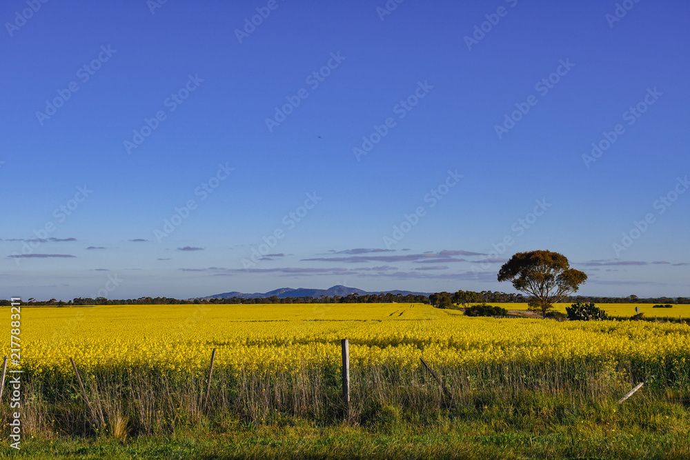 Obraz premium australian landscape with yellow canola fields west of Melbourne