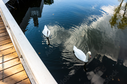Foto Two graceful white swans gliding serenely across calm dark water, reflecting clo
