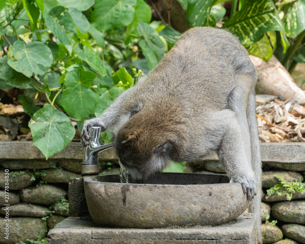 Naklejka premium monkey in the zoo