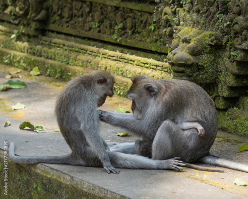 Photography mother and baby monkey