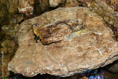 Fotografía Silicified layer embedded in weathered limestone boulder, chalcedony mineral rep