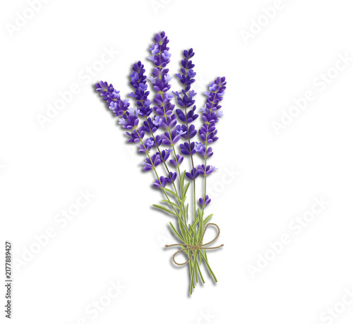 lavender isolated on white background