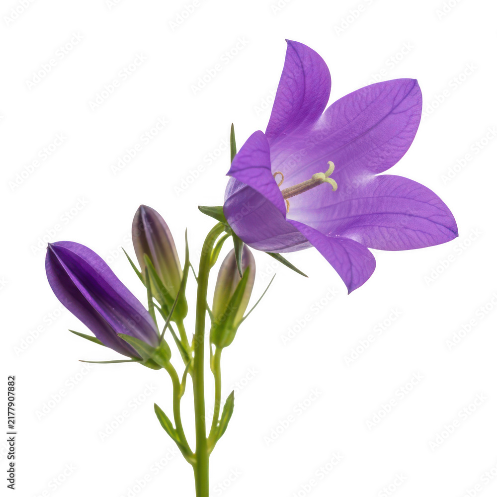 Obraz premium Single purple bellflower with buds on transparent background isolated for floral design projects
