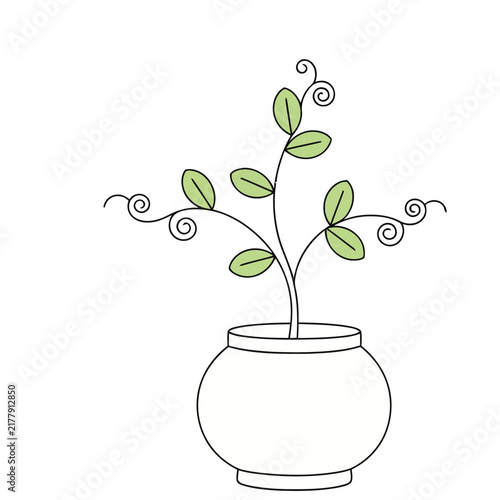 Potted plant with leaves and tendrils