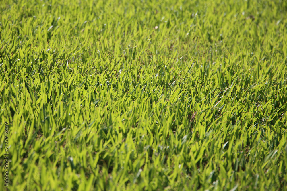 Obraz premium Green grass lawn background texture.