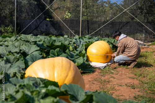 фотографія Farmer is growing giant atlantic pumpkin for the market contest display during f