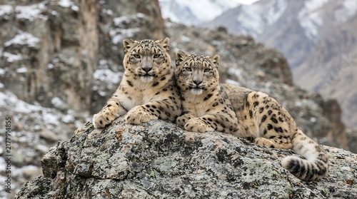 Two snow leopards resting on a rocky mountain cliff in their natural high altitude habitat.