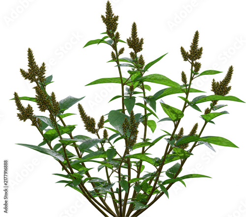 Foto Ramie plant, background-separating flowering plant