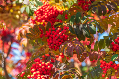 Bild auf Leinwand A bunch of red rowan in autumn leaves.