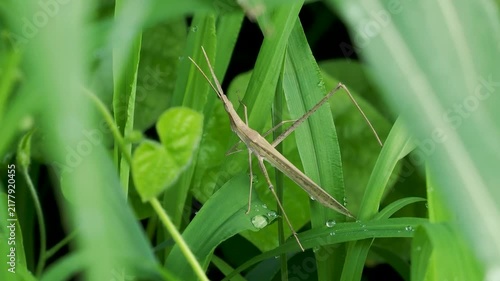 茂みに隠れた茶色のショウリョウバッタ