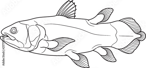 Precise black and white line art coelacanth illustration isolated