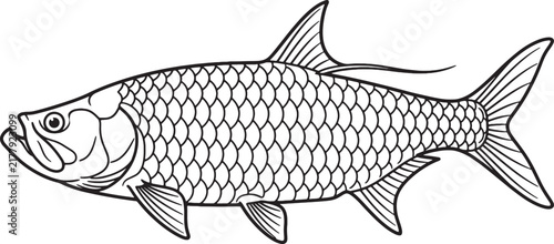 Clean minimalist line art tarpon fish illustration isolated