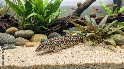 Horseface Loach Fish