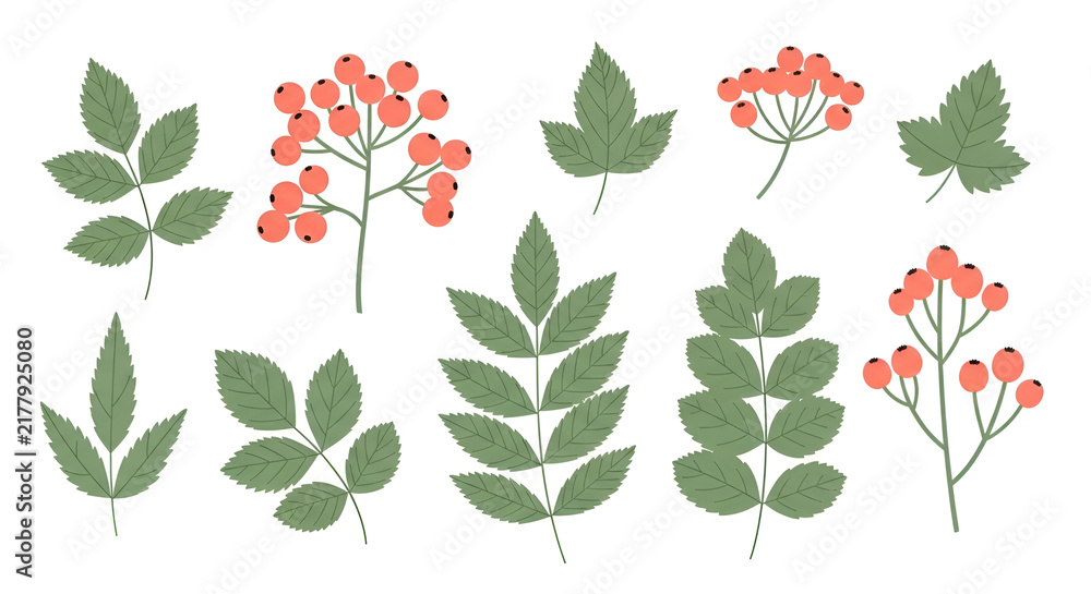 Obraz premium Botanical collection of green forest leaves and red rowan berries vector illustrations