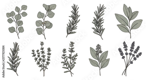 Hand drawn botanical herb collection featuring eucalyptus rosemary and lavender greenery elements for organic design and wellness