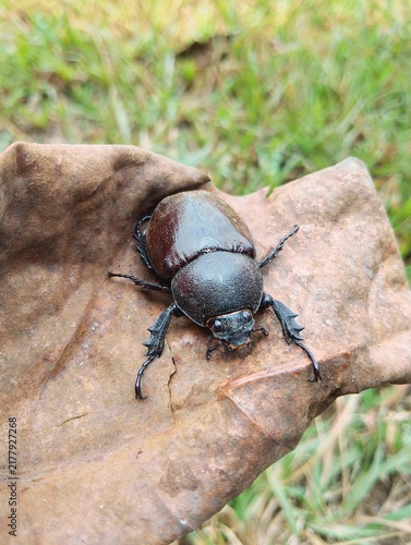 Obraz na plátne Top view of a female rhinoceros beetle resting on a dry leaf with green grass ba