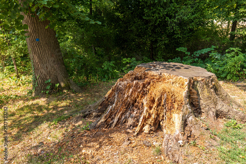 Fotografie Large old tree stump with extensive wood decay and exposed rotten interior in a park, showing natural decomposition, aging and deterioration of a former mature tree