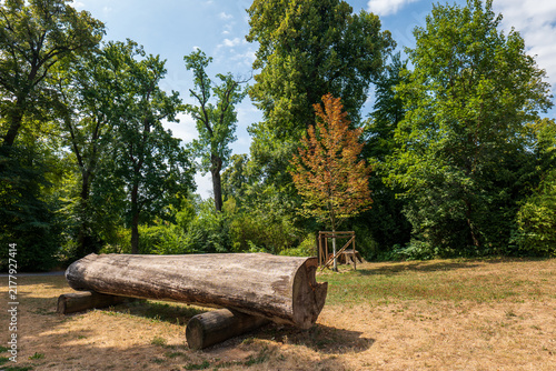 фотографія Large old tree trunk beside a newly planted young tree in a park, illustrating tree replacement, renewal, regeneration and the transition between generations