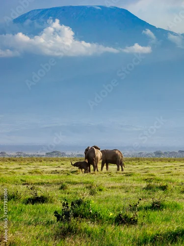 Fototapeta na wymiar African Elephant Family Roaming Amboseli National Park Beneath Mount Kilimanjaro