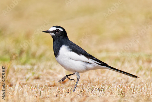 Bild auf Leinwand 河原を歩くセグロセキレイ(Japanese Wagtail)