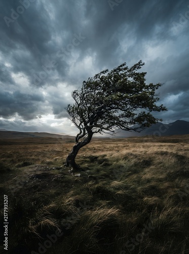 Lone tree bent by strong winds under a dramatic stormy sky.