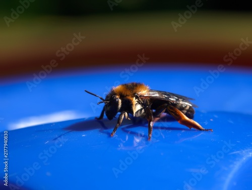 Foto Bumblebee resting on a smooth bright blue surface under natural sunlight