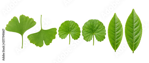 Green leaves ginkgo tea centella asiatica isolated on black background for herbal cosmetic ingredient, natural organic medicine and wellness skincare concept with detailed texture.