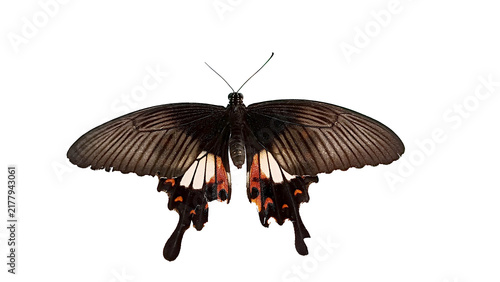 Swallo.wtail Butterfly with Black, White and Orange Wing Patterns.