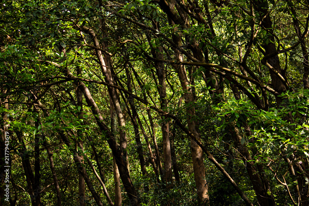 Fototapeta premium Sunlight filters through trees in a dense forest during a bright afternoon