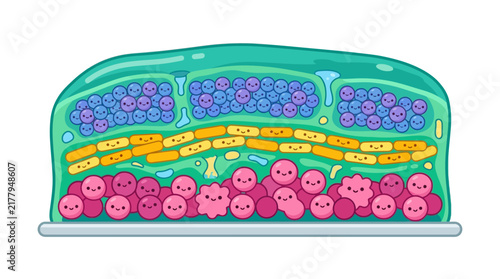 Cross-section diagram of skin layers with cartoon cells.