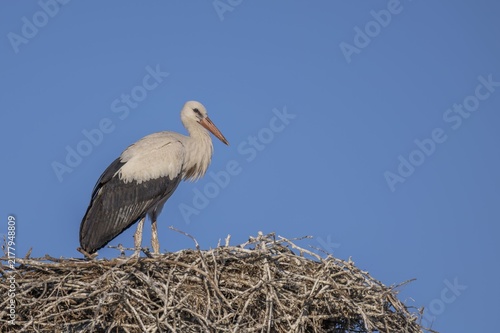 Juvenile White Stork in the evening Sun!